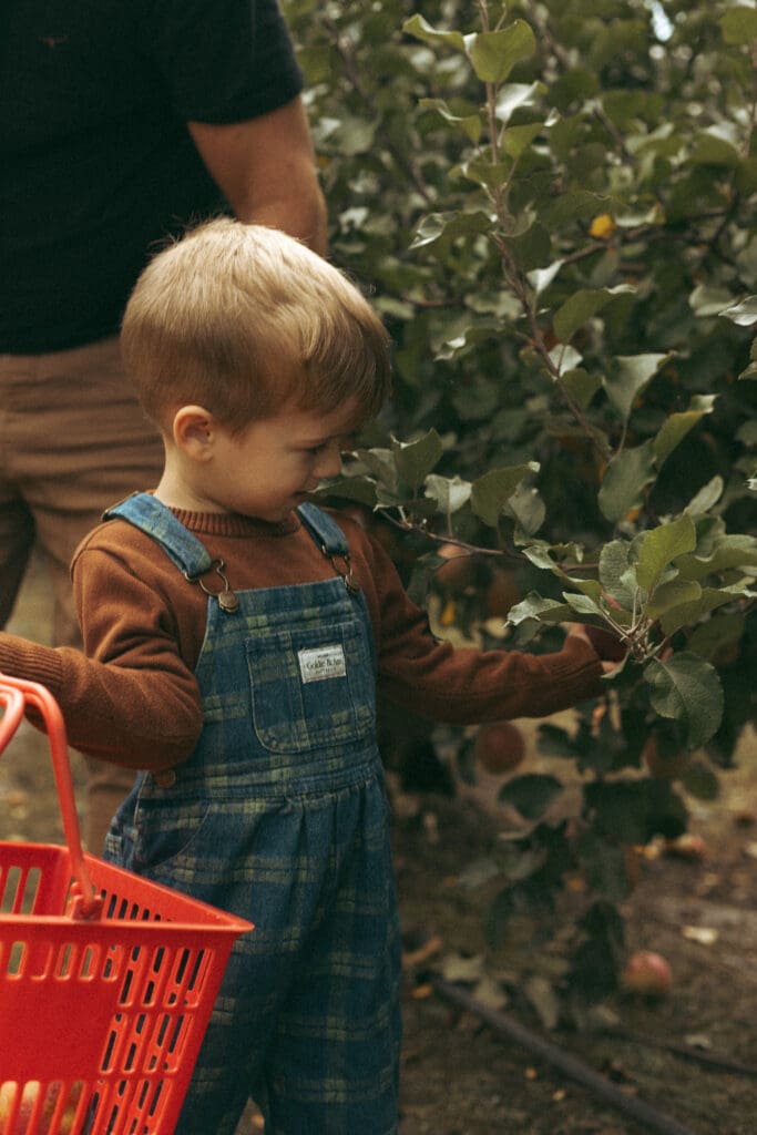 Little boy apple picking in Bilpin in the Blue Mountains NSW, wearing overalls by Goldie and Ace